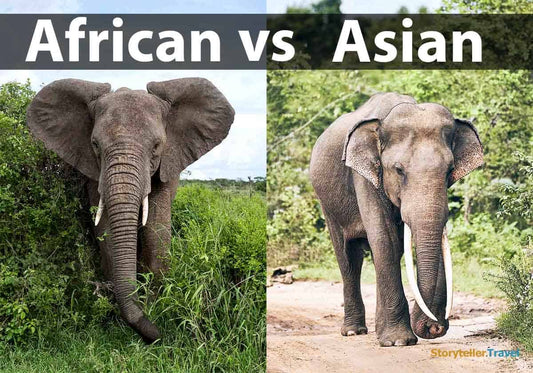 Asian vs African Elephants