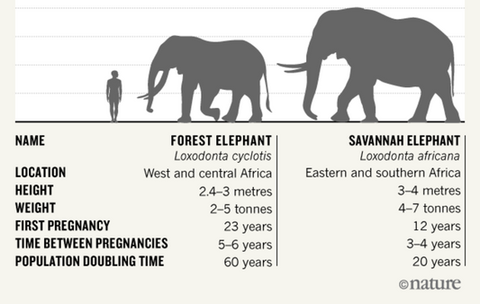 The Two Species of African Elephants