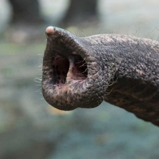 The Trunk of Asian Elephants